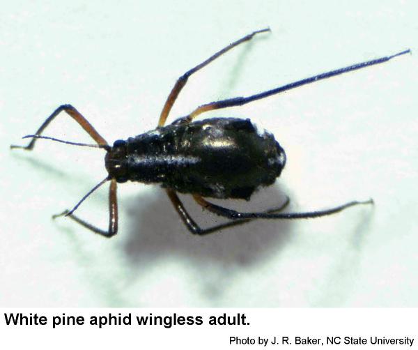 Thumbnail image for White Pine Aphid